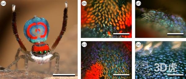 研究人員使用納米3D打印技術(shù)研究孔雀蜘蛛顯示的彩虹色